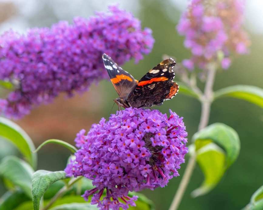 Caring for a Butterfly Bush: Tips for Vibrant Blooms