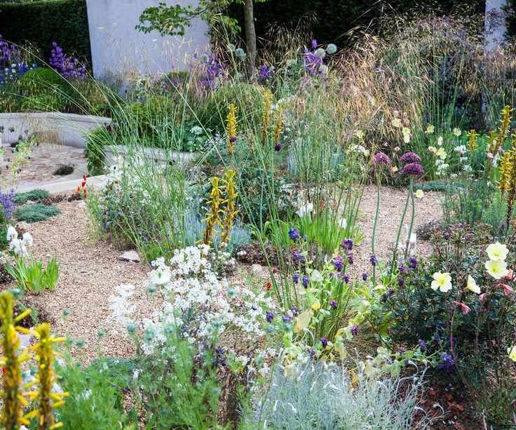 drought resistant plants in gravel garden