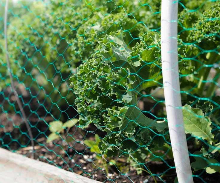 netting around plants