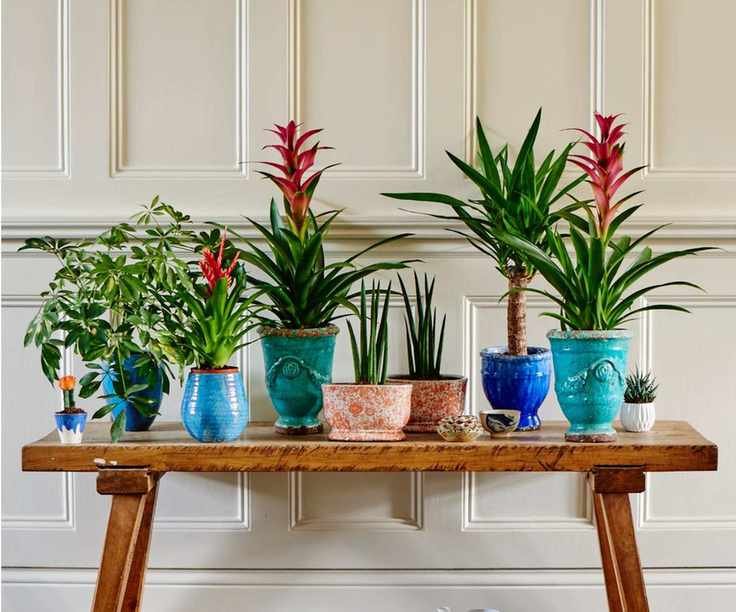Houseplants on table