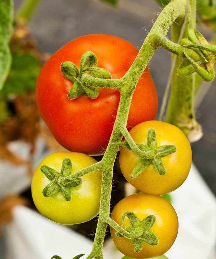 tomatoes growing hydroponically