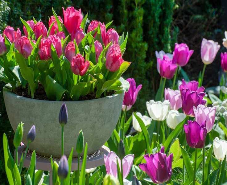 Explore the Best Tulip Varieties and Their Ideal Planting Spots