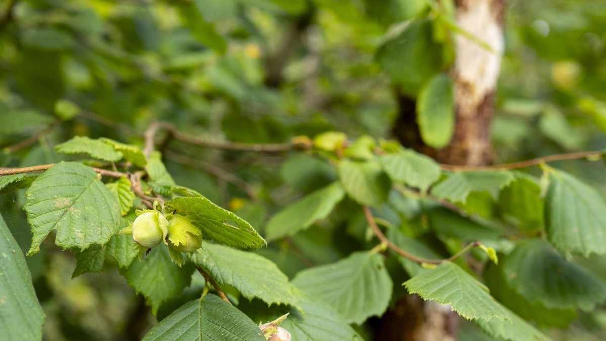 Top Edible Hedge Plants: 5 Shrubs to Enhance Your Garden Borders