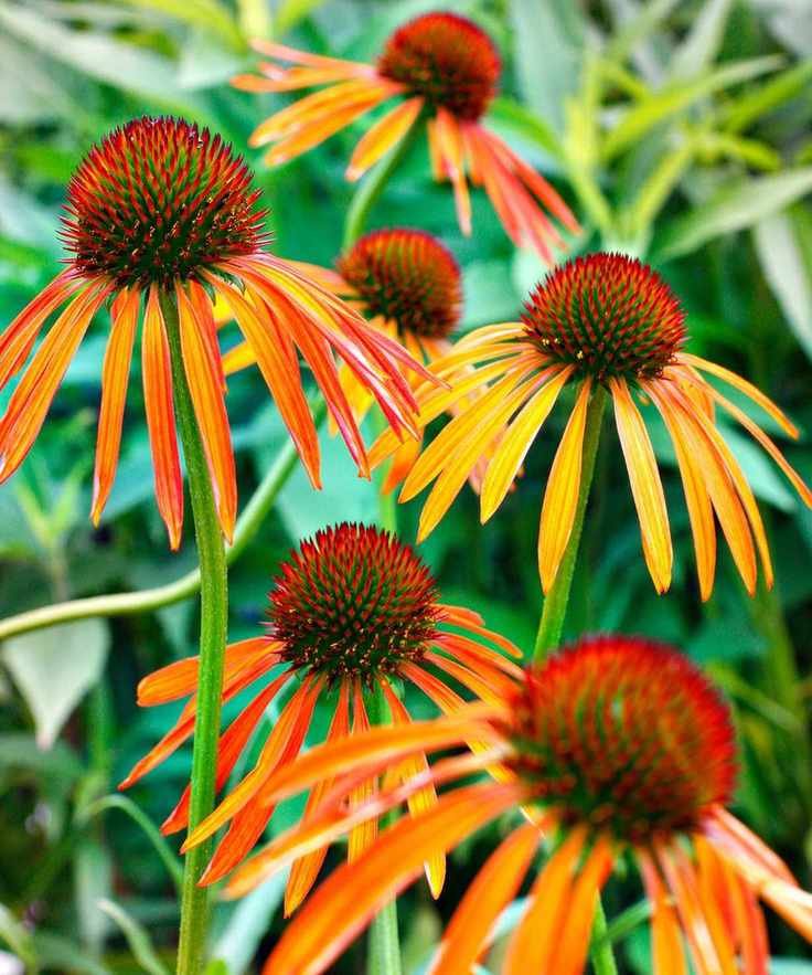 coneflower variety Art's Pride in cottage garden border
