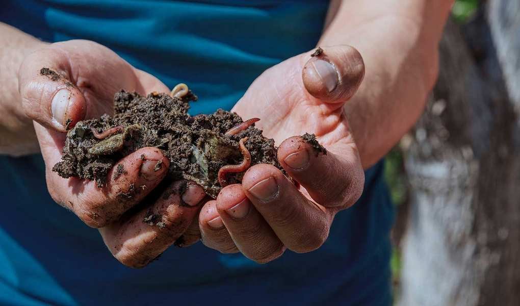 Avoid These 6 Foods for a Thriving Wormery Compost System