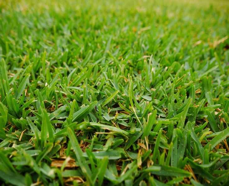 Buffalo grass