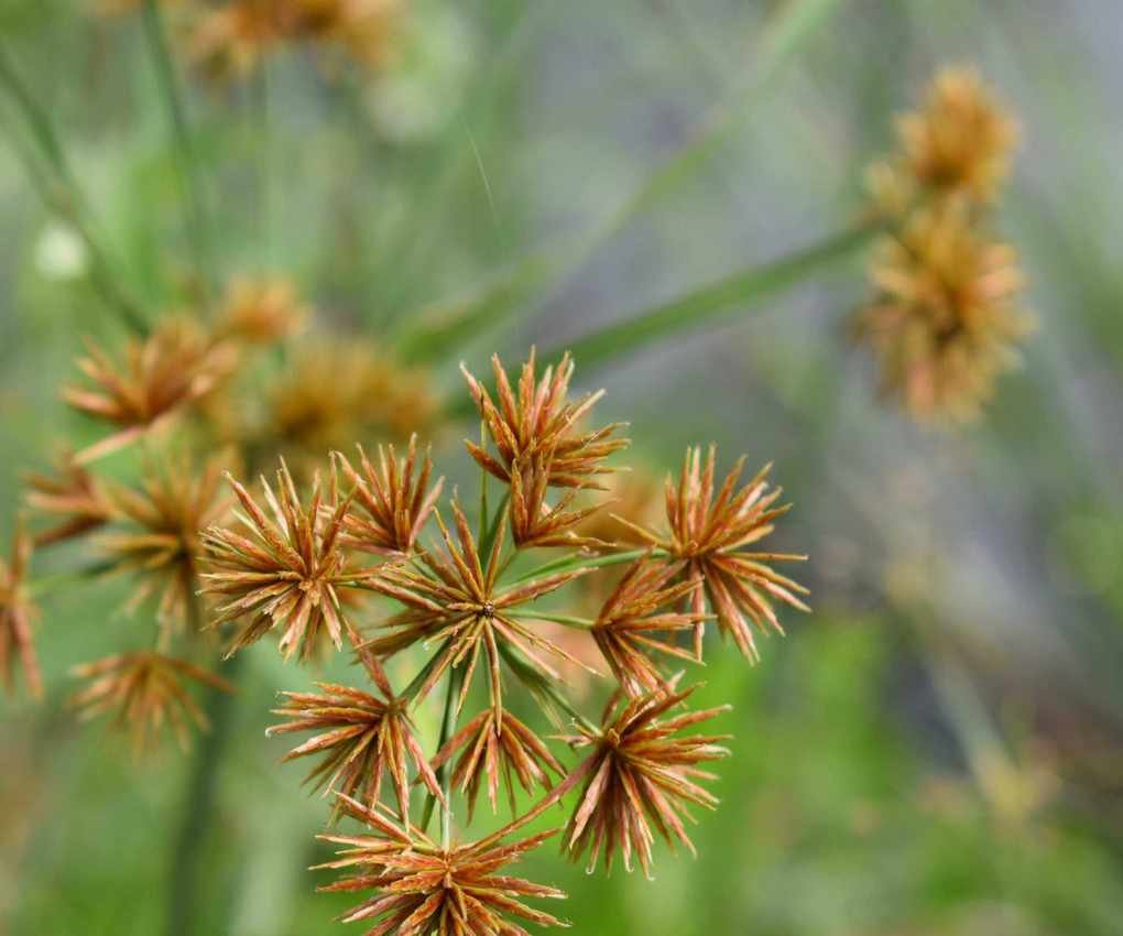 Nutgrass in a garden