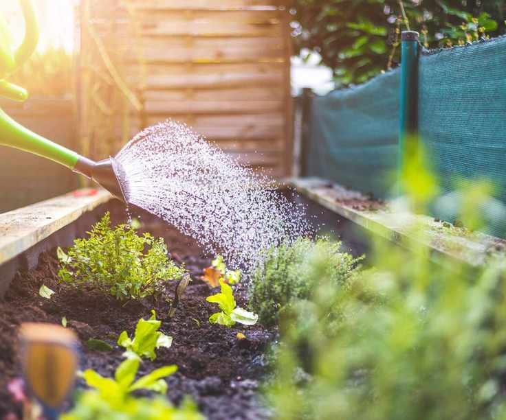 Watering plants in a raised bed