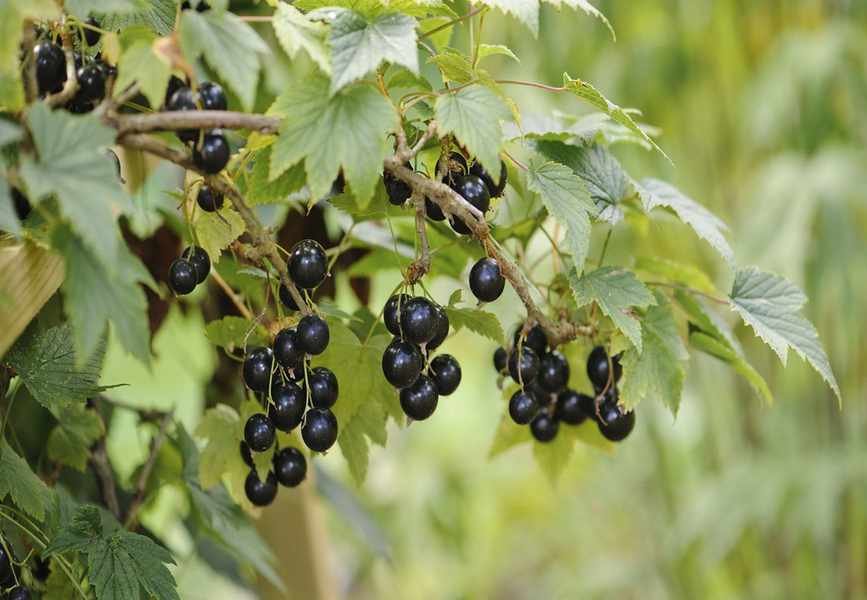 Expert Tips for Growing Healthy Currant Bushes with Great Yields