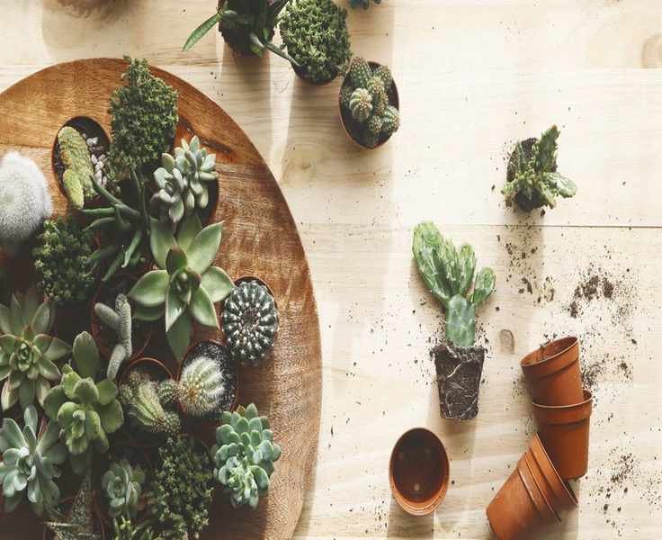 Revive Your Succulent: 6 Steps to Bring It Back to Life