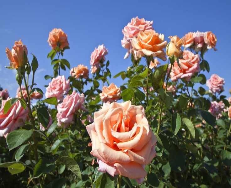 Act Quickly to Combat Common Rose Diseases and Protect Your Blooms