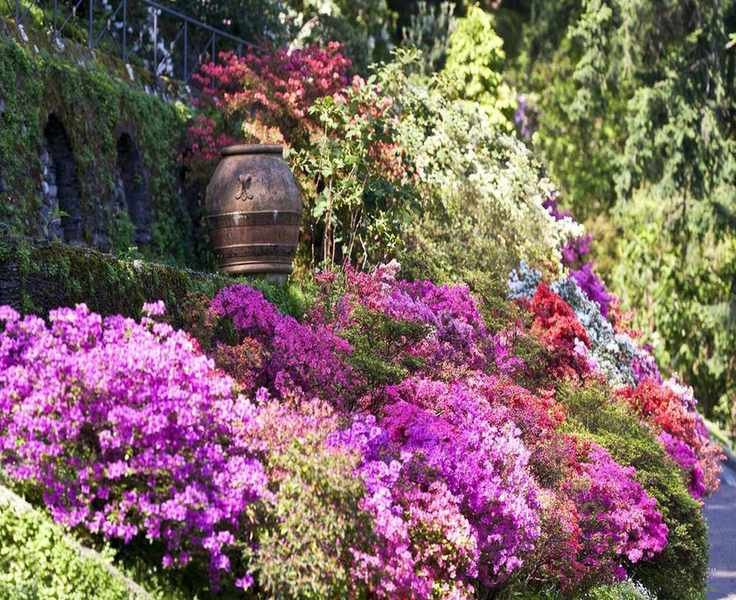Top Pink Plants for Your Summer Border – 5 Vibrant Blooms to Enjoy