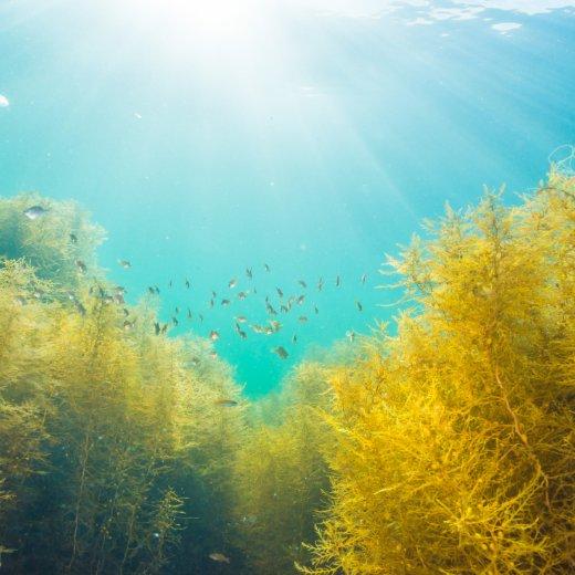 Discovering the Enchanting Skincare Benefits of Ocean Ingredients