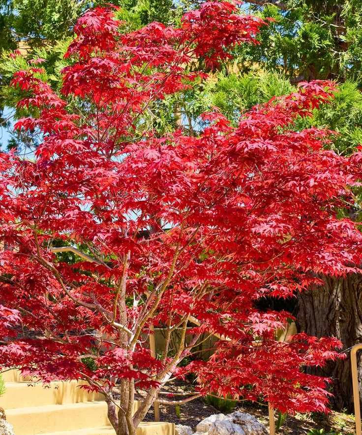 Japanese Maple with striking red leaves