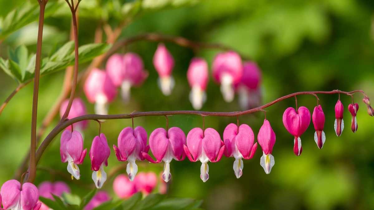Planting Bare-Root Bleeding Heart for Charming Heart-Shaped Blooms