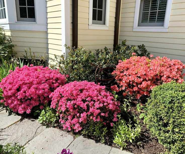 Azaleas in a backyard