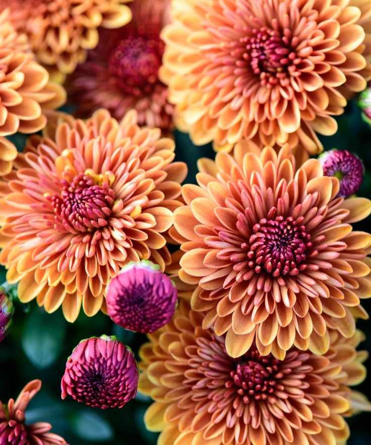 Orange and purple chrysanthemums