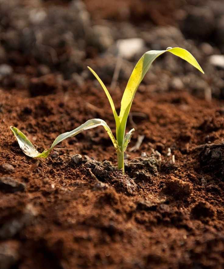 Coffee grounds surrounding a growing plant