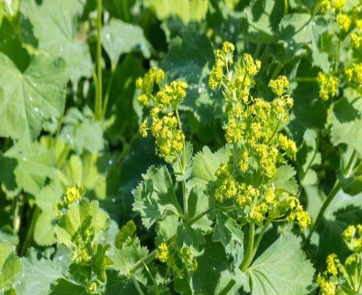 Growing Lady's Mantle: A Vibrant Ground Cover for Shady Areas