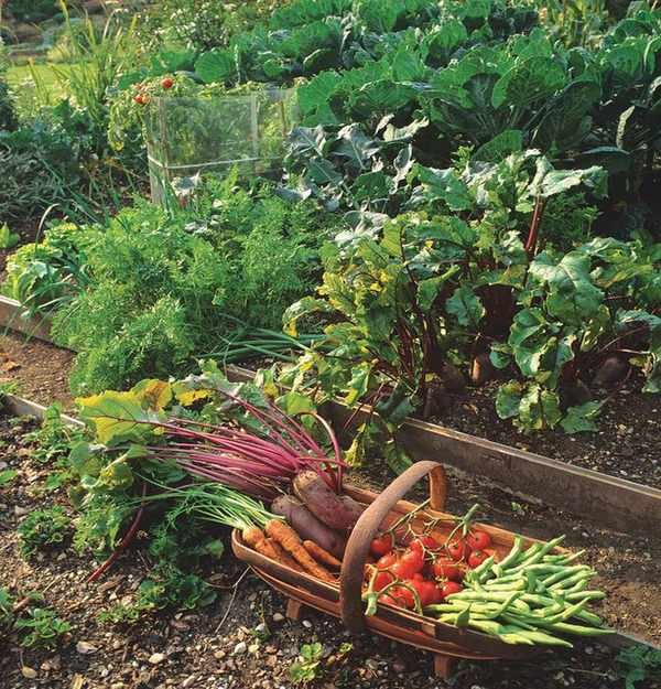 tomatoes, carrots and other picked veg in a trug in vegetable garden