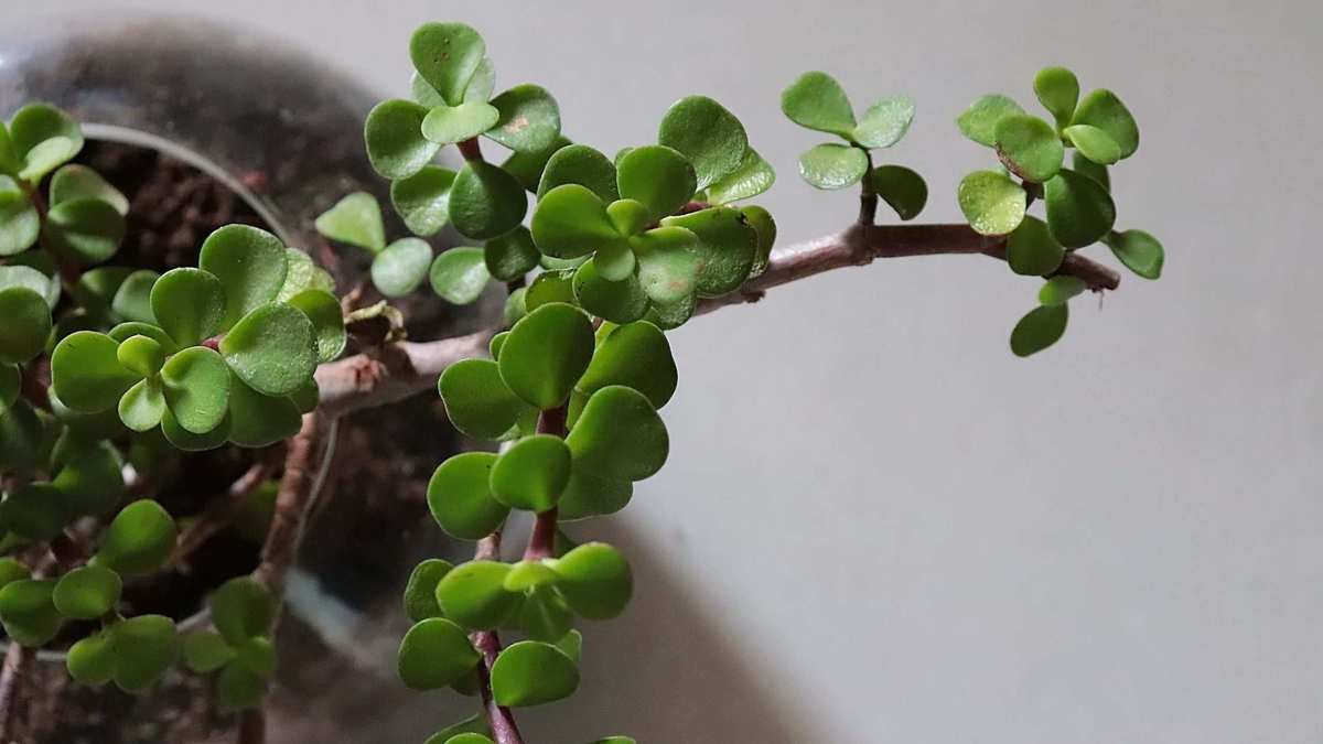 Expert Tips for Thriving Jade Plant Care