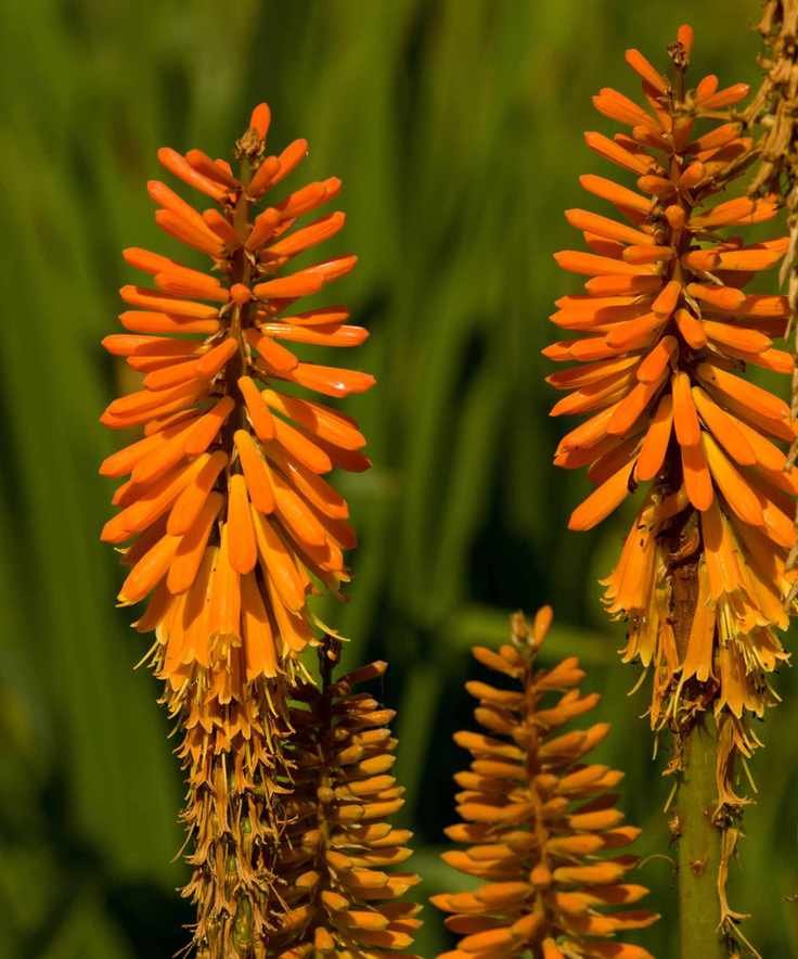 fiery fred red hot poker