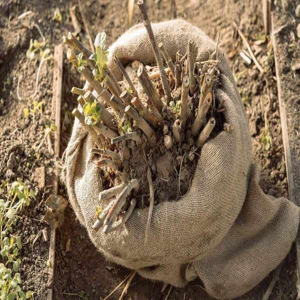 Dahlias cut back and lifted and wrapped in burlap sacking for winter