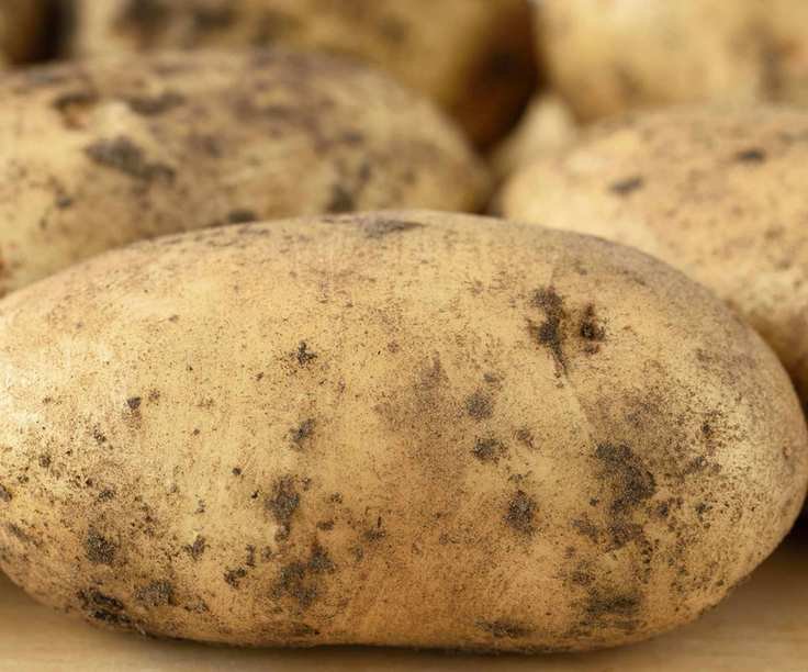 A close up of a Maris Peer potato