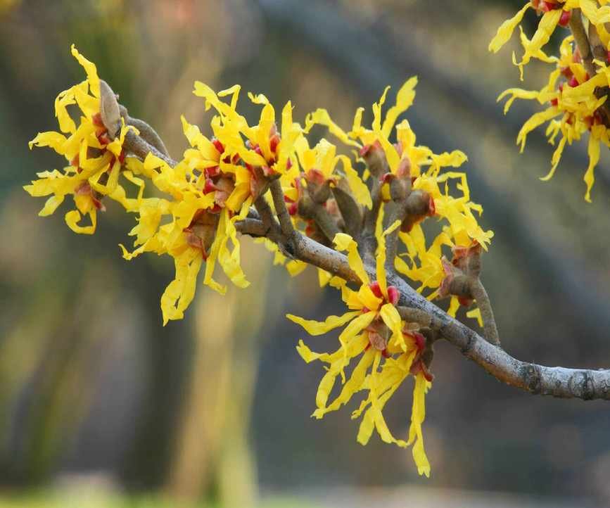 Witch hazel Hamamelis intermedia flowers close up