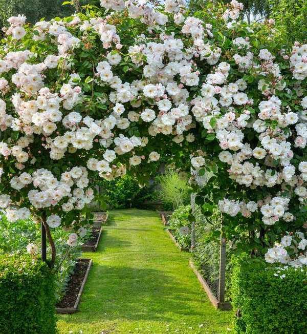 Designing a pergola - Rose arch in a sunny garden
