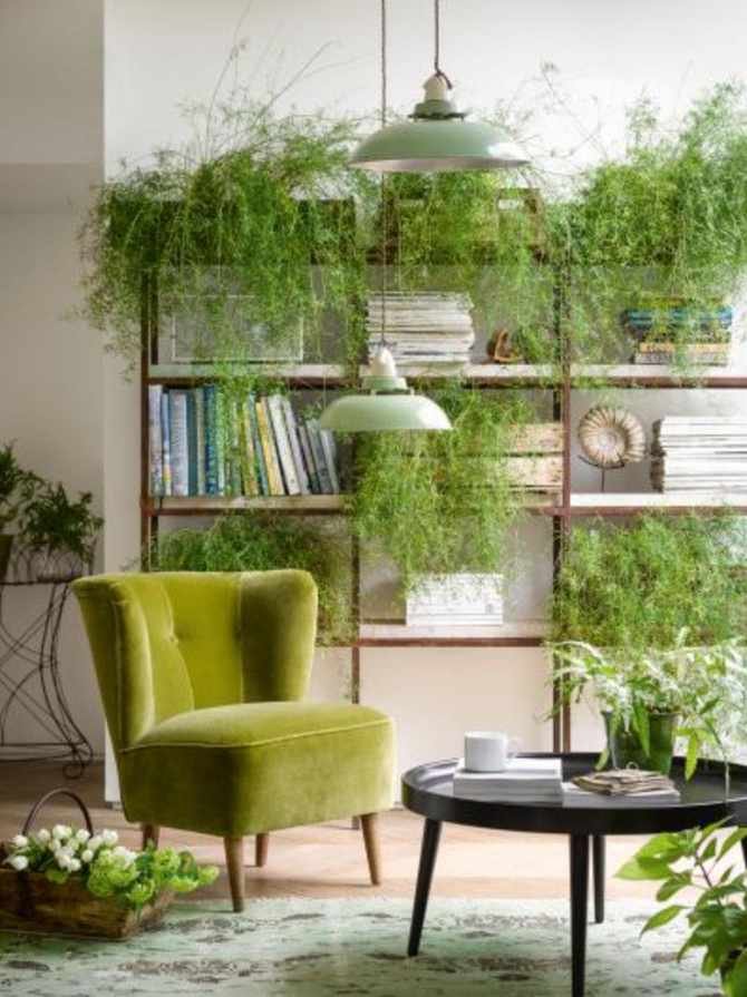 Houseplants in living room