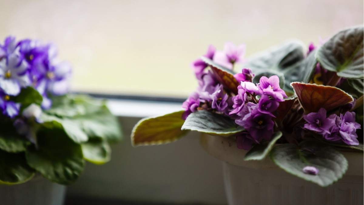 Understanding Why Your African Violet Leaves Are Drooping
