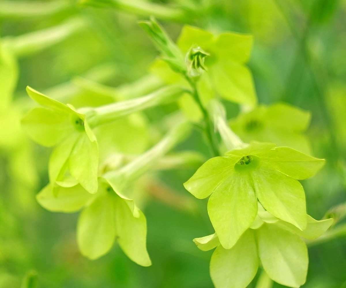 Nicotiana sanderae