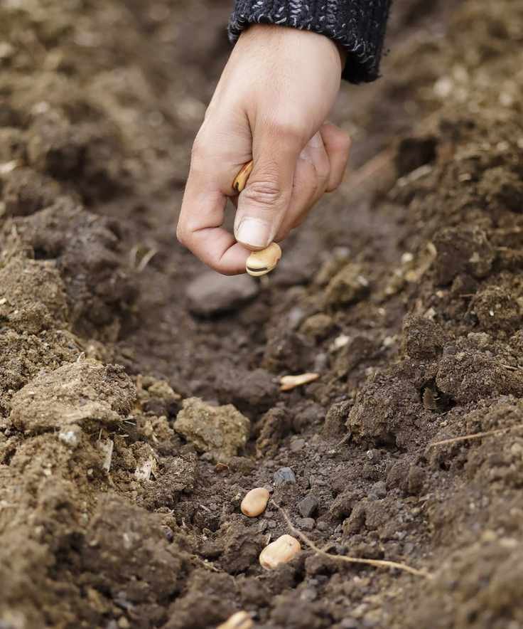 Planting fava bean seeds directly in the ground