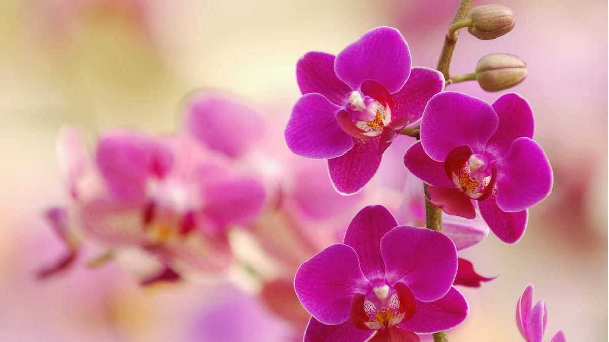 Repotting Orchid Aerial Roots: 5 Simple Steps to Follow