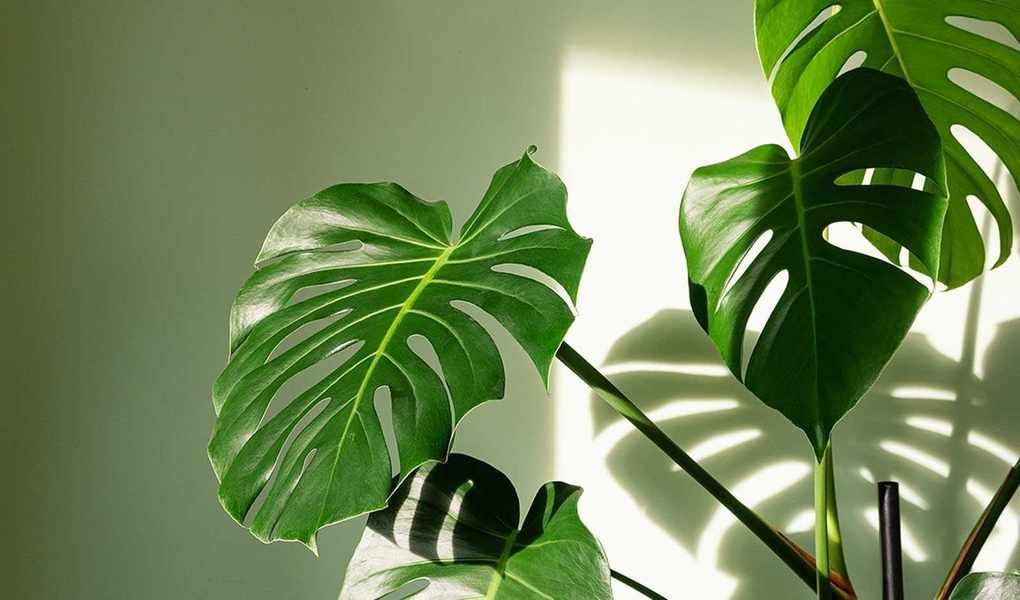 Revitalize Your Monstera in April for Thriving Spring Growth