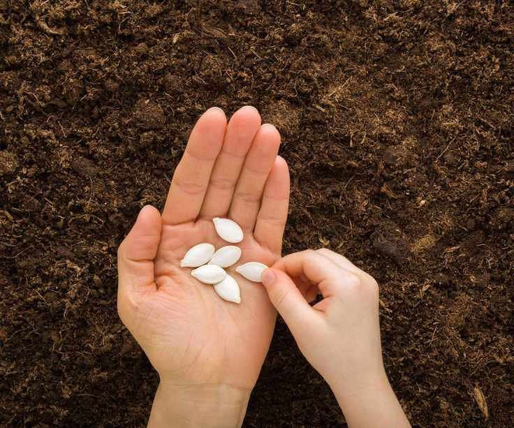 Sowing squash seeds by hand into the soil