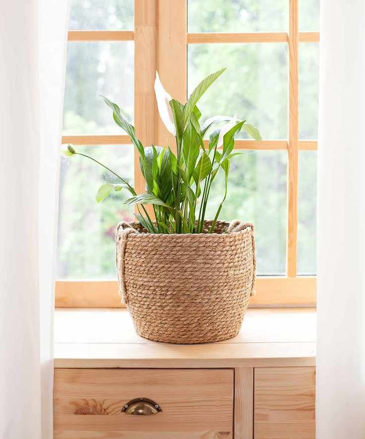 peace lily in pot on window sill