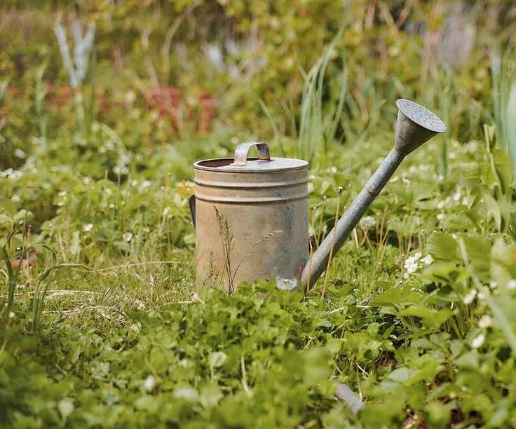 Metal watering can in a field of grass