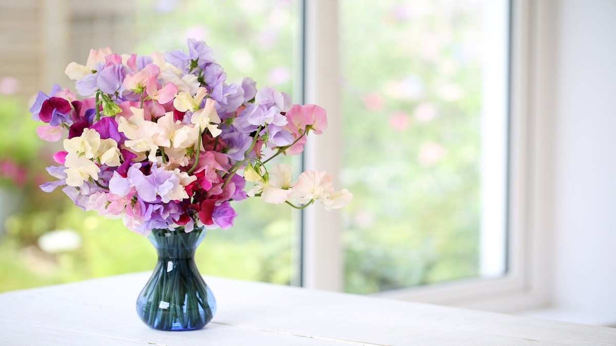 Explore 9 Captivating Sweet Pea Varieties for Your Garden