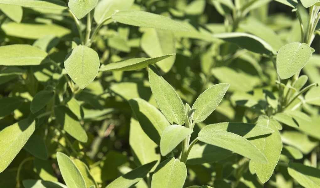 Grow Sage from Cuttings: Simple Steps for Free Herbs
