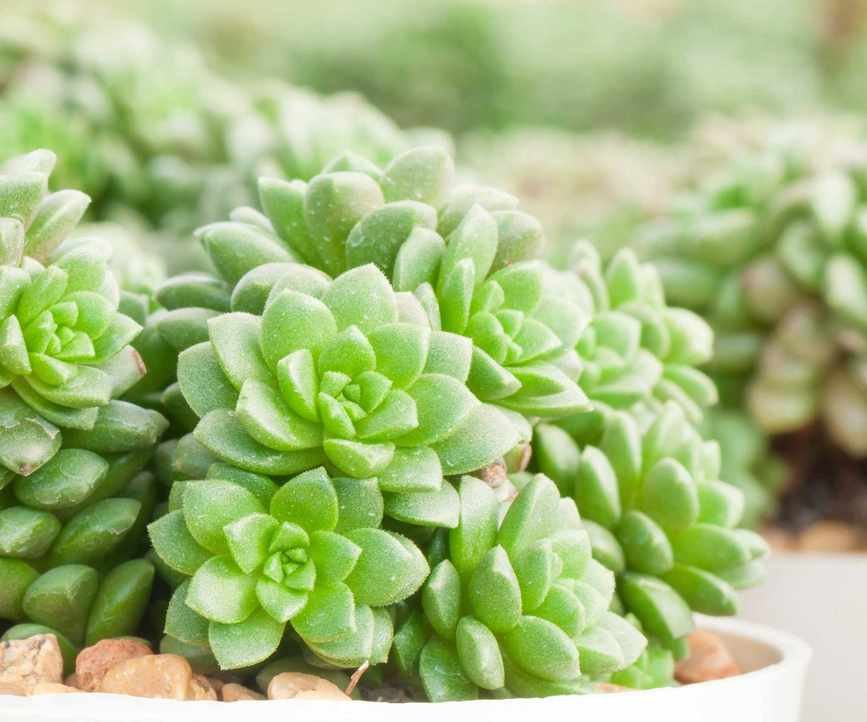 succulent plant