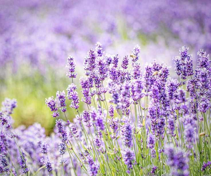 Lavender plant covered with purple flowers