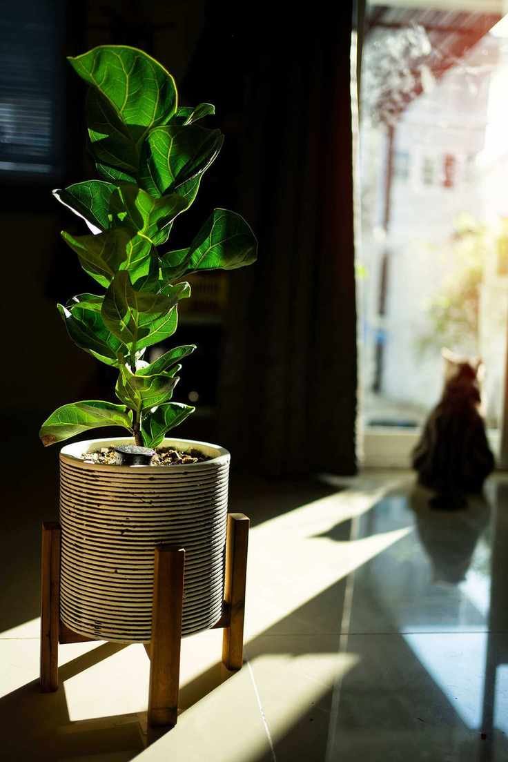 fiddle leaf fig houseplant