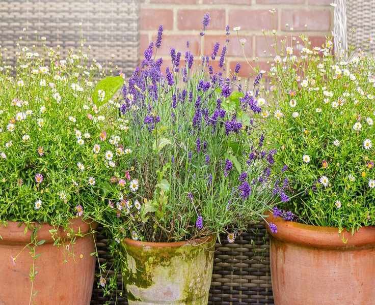 Gardening in Rental Properties: Tips for Renter-Gardeners