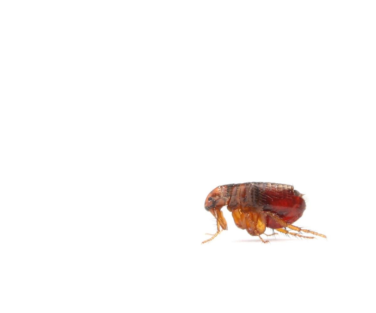 Flea against white background