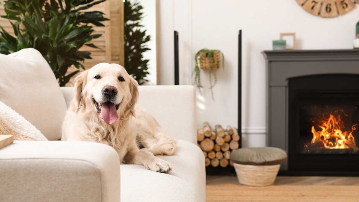 Eliminate Pet Odors for a Fresh and Inviting Home