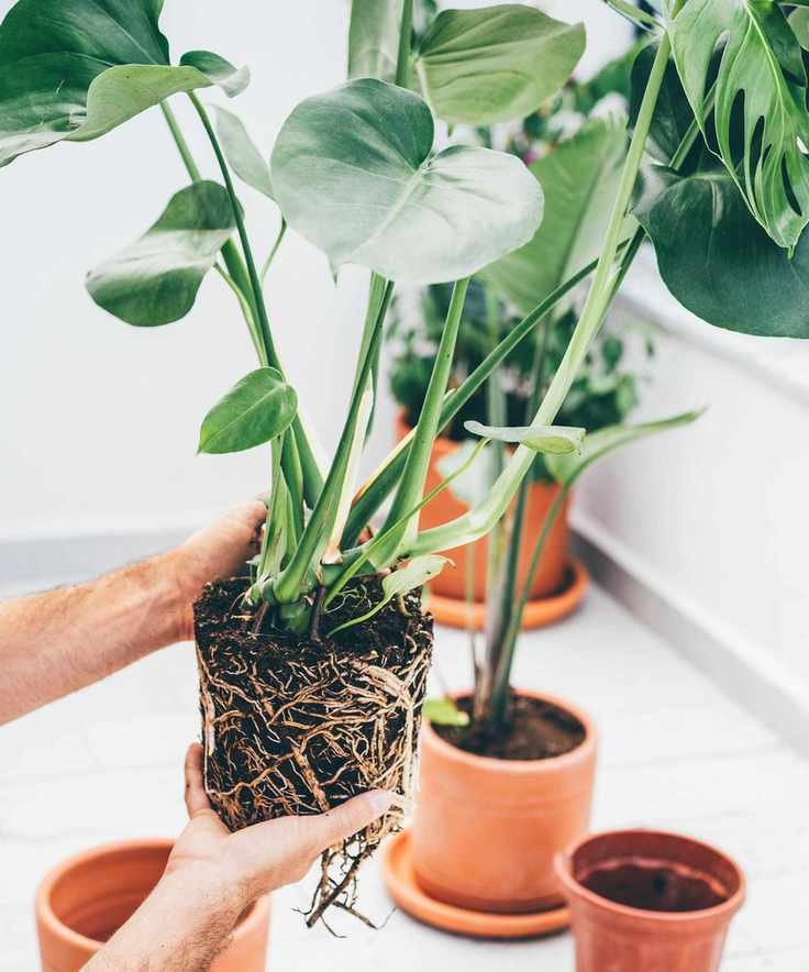 repotting a monstera houseplant