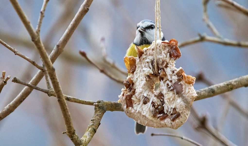 Feeding Wildlife in Your Yard During Winter Months