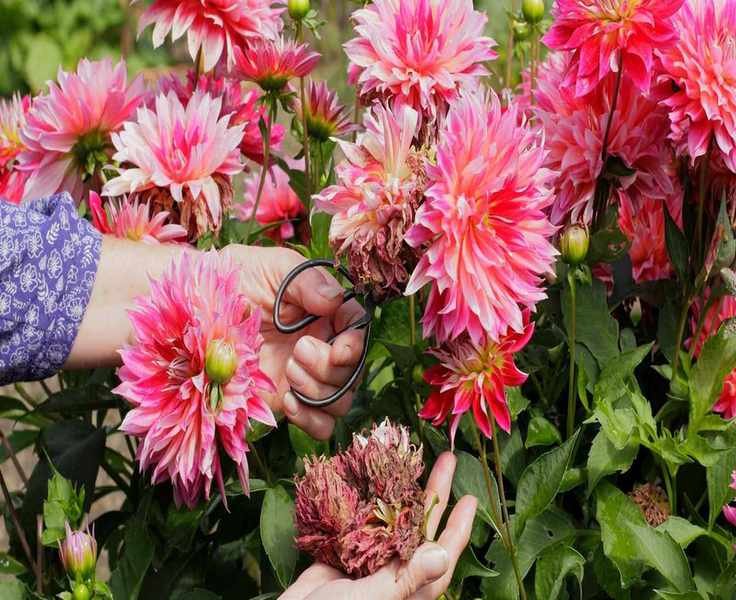 Avoid These 5 Common Deadheading Mistakes for Thriving Blooms